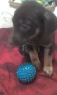 Bruce