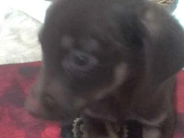 Cachorro ra a Sem raça definida idade 2 a 6 meses nome Bruce