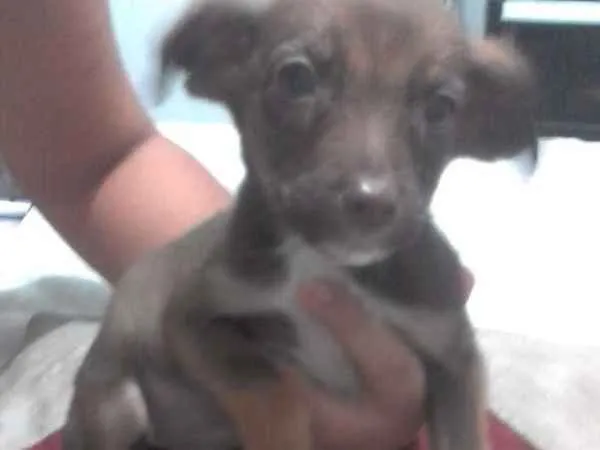Cachorro ra a Sem raça definida idade 2 a 6 meses nome Spyke