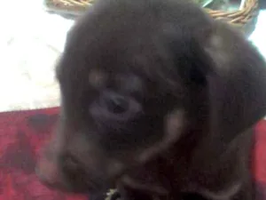 Cachorro raça Sem raça definida idade 2 a 6 meses nome Bruce