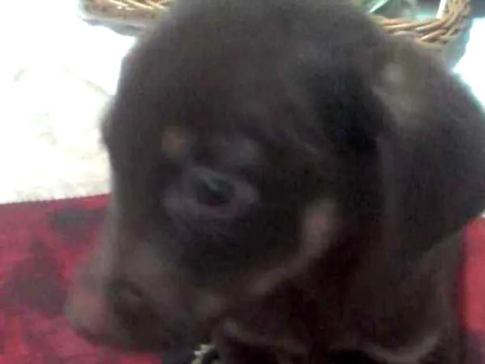 Cachorro ra a Sem raça definida idade 2 a 6 meses nome Bruce