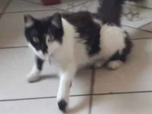 Gato raça Srd idade 2 anos nome Sabrina