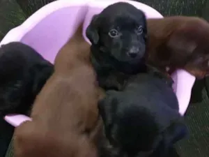 Cachorro raça SDR idade Abaixo de 2 meses nome Sem nome 
