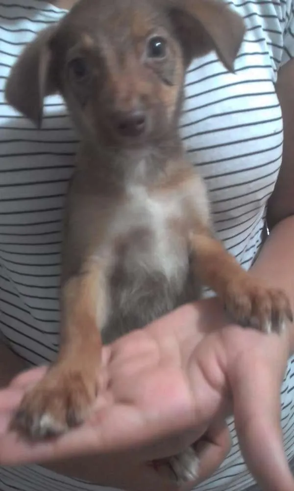 Cachorro ra a Sem raça definida idade 2 a 6 meses nome Spyke