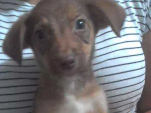Cachorro raça Sem raça definida idade 2 a 6 meses nome Spyke