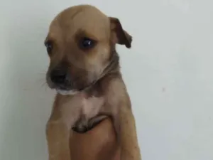 Cachorro raça Indefinida  idade Abaixo de 2 meses nome A escolher