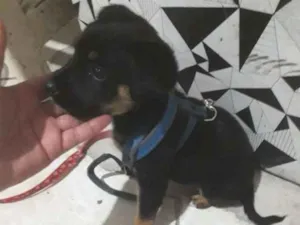 Cachorro raça Não sei idade Abaixo de 2 meses nome Lilika