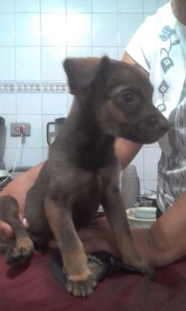 Cachorro ra a Sem raça definida idade 2 a 6 meses nome Amora