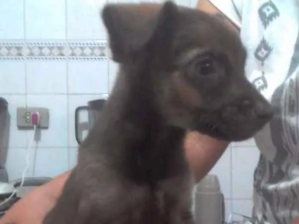 Cachorro ra a Sem raça definida idade 2 a 6 meses nome Amora