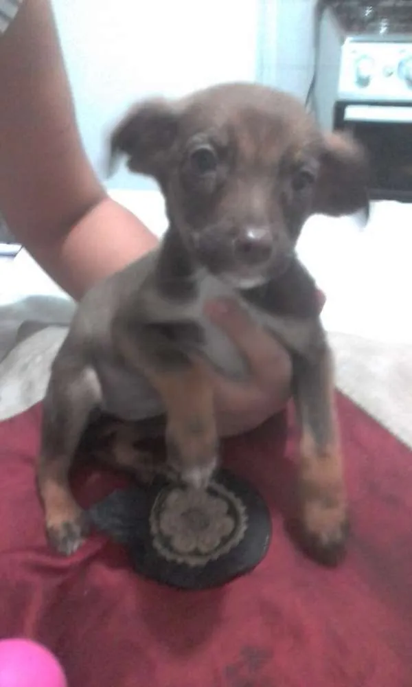 Cachorro ra a Sem raça definida idade 2 a 6 meses nome Flor