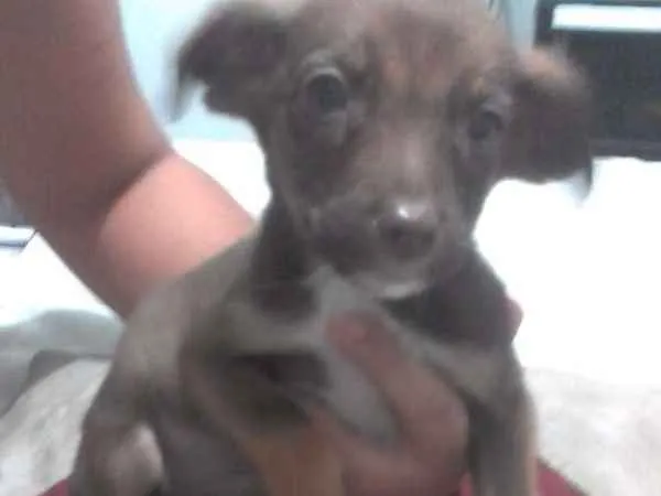Cachorro ra a Sem raça definida idade 2 a 6 meses nome Flor
