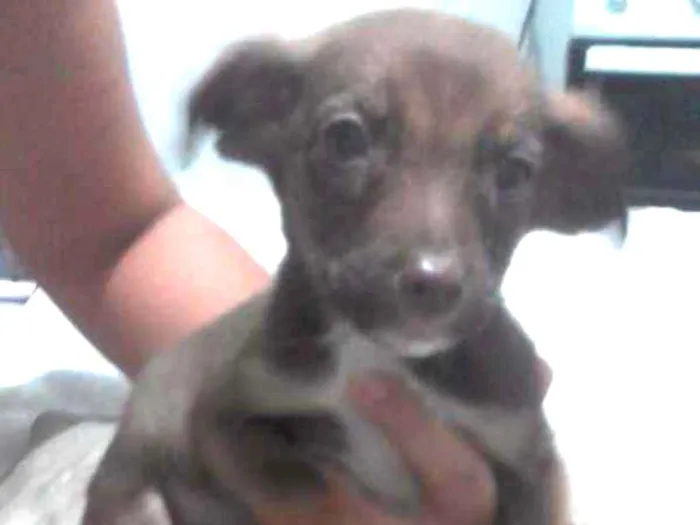 Cachorro ra a Sem raça definida idade 2 a 6 meses nome Flor