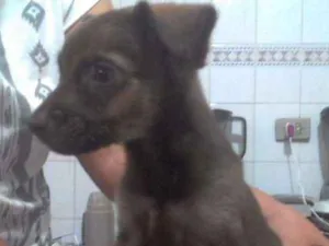 Cachorro raça Sem raça definida idade 2 a 6 meses nome Amora