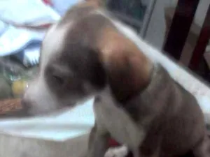 Cachorro raça Sem raça definida idade 2 a 6 meses nome Galego