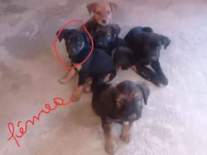 Cachorro raça SRD idade 2 a 6 meses nome 5 filhotes 
