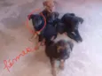 5 filhotes