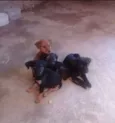 5 filhotes