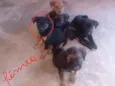 5 filhotes