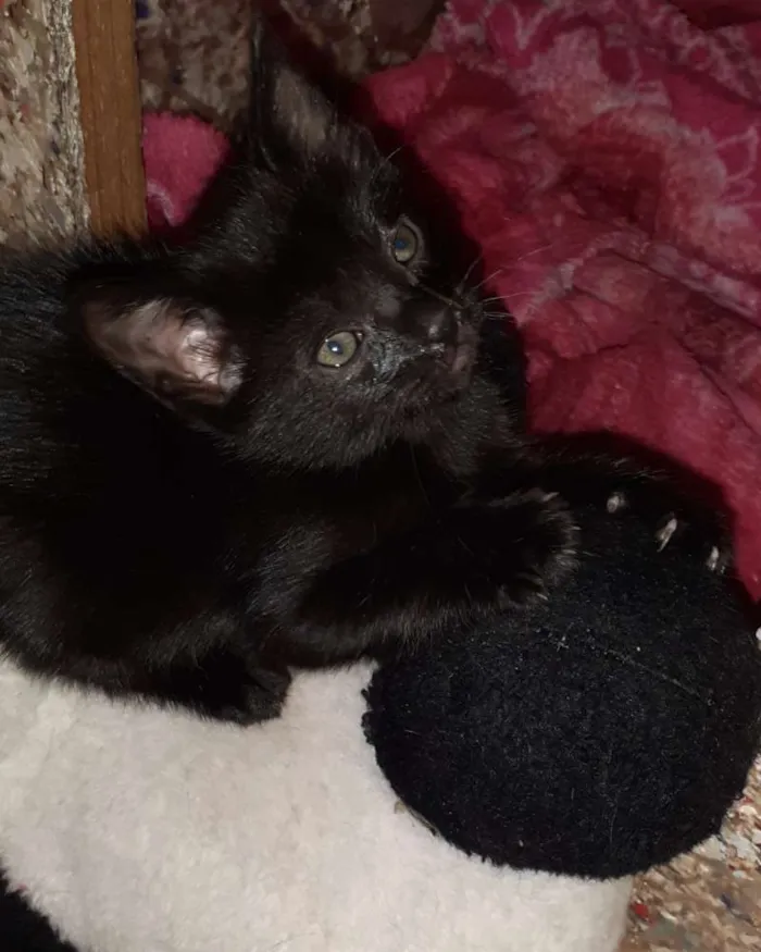 Gato ra a Gatos idade Abaixo de 2 meses nome Menino e menina 