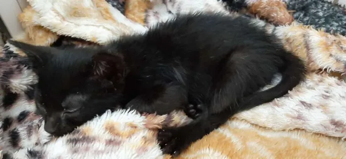 Gato ra a  idade Abaixo de 2 meses nome Sem nome