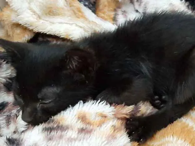 Gato ra a  idade Abaixo de 2 meses nome Sem nome