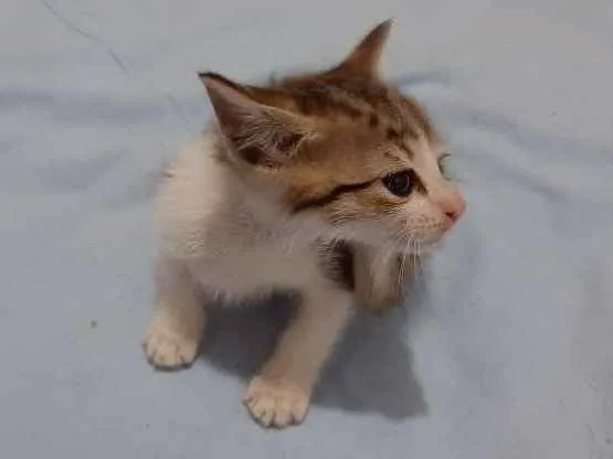 Gato ra a  idade Abaixo de 2 meses nome Sem nome