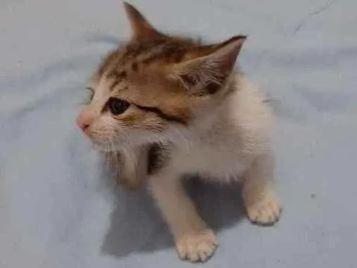 Gato ra a  idade Abaixo de 2 meses nome Sem nome
