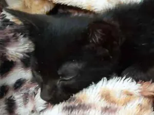 Gato raça  idade Abaixo de 2 meses nome Sem nome