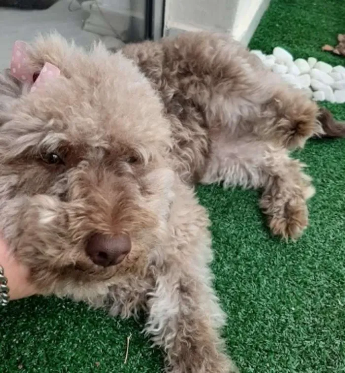 Cachorro ra a Poodle idade 1 ano nome Mel