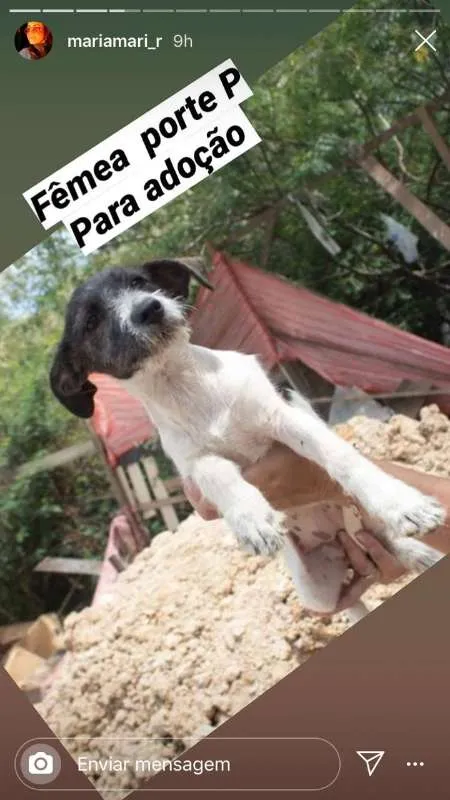 Cachorro ra a viralatinha idade 1 ano nome Cogumelo