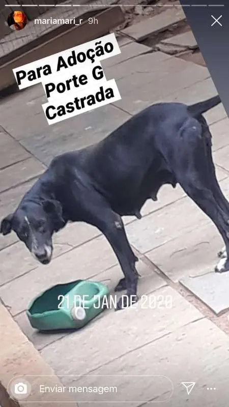 Cachorro ra a viralatinha idade 1 ano nome Panterinha