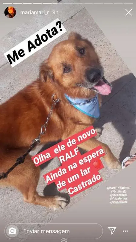 Cachorro ra a viralatinha idade 1 ano nome Brownie