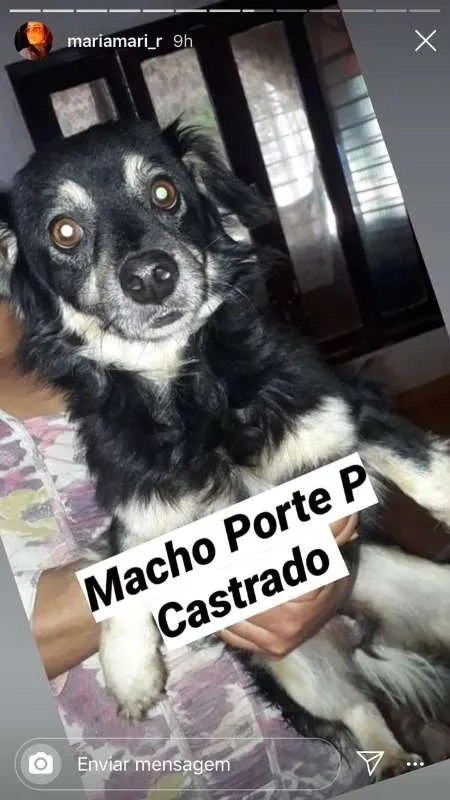 Cachorro ra a viralatinha idade 1 ano nome Pepito