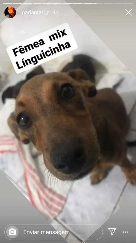 Cachorro ra a linguicinha mix idade 1 ano nome Cofapinha