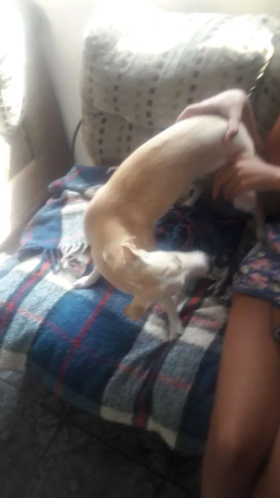 Cachorro ra a Indefinida idade 1 ano nome Perola