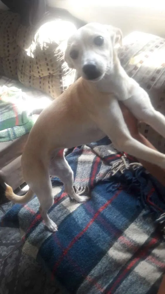 Cachorro ra a Indefinida idade 1 ano nome Perola