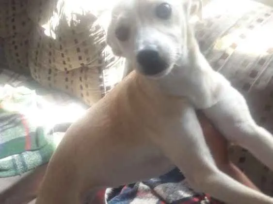 Cachorro ra a Indefinida idade 1 ano nome Perola