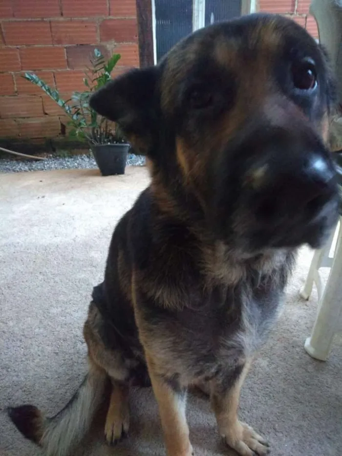 Cachorro raça Pastor alemao idade 2 a 6 meses nome Thor