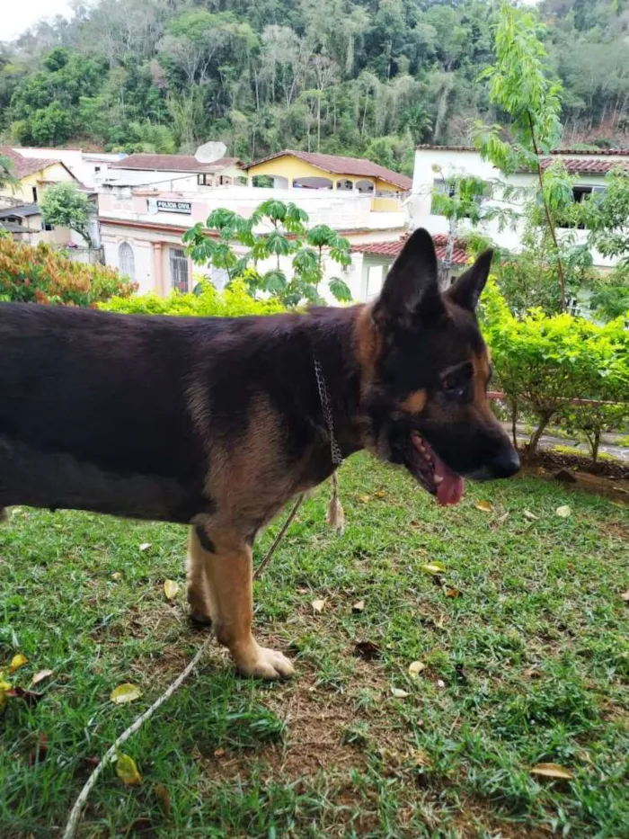 Cachorro raça Pastor alemao idade 2 a 6 meses nome Thor