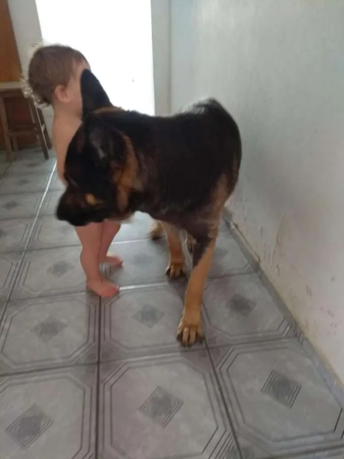 Cachorro raça Pastor alemao idade 2 a 6 meses nome Thor