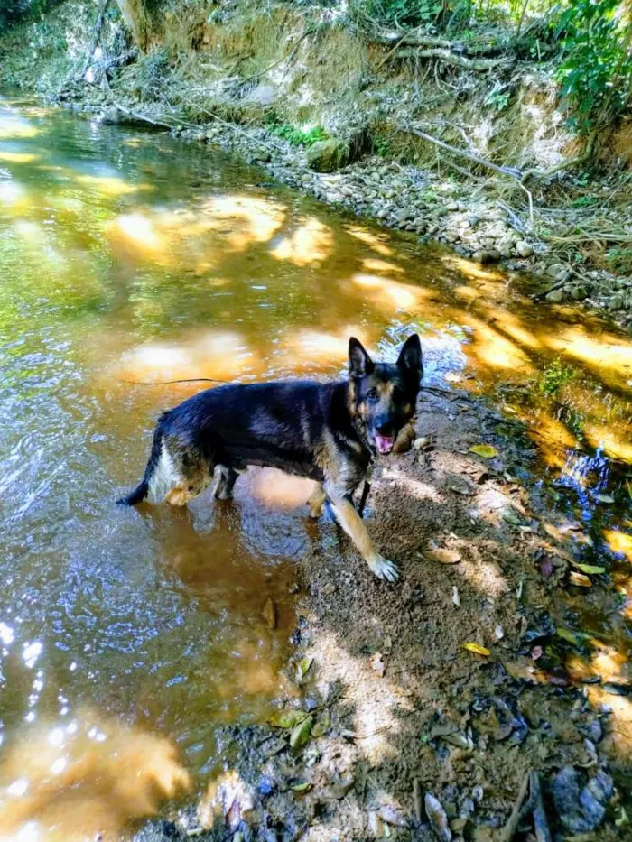 Cachorro raça Pastor alemao idade 2 a 6 meses nome Thor