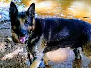 Cachorro raça Pastor alemao idade 2 a 6 meses nome Thor