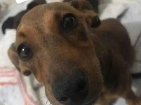 Cachorro ra a linguicinha mix idade 1 ano nome Cofapinha