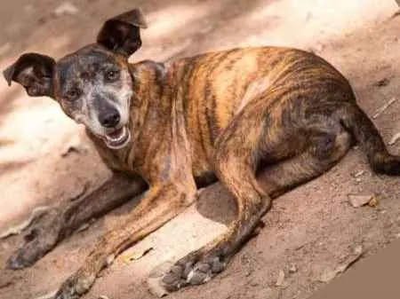 Cachorro ra a viralatinha idade 1 ano nome Tigresa