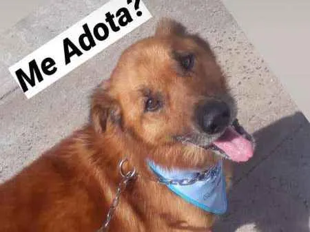 Cachorro ra a viralatinha idade 1 ano nome Brownie