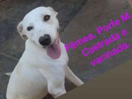 Cachorro ra a viralitinha idade 1 ano nome Branca de Neve