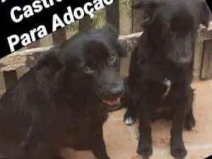 Cachorro raça viralatinha idade  nome Pretins