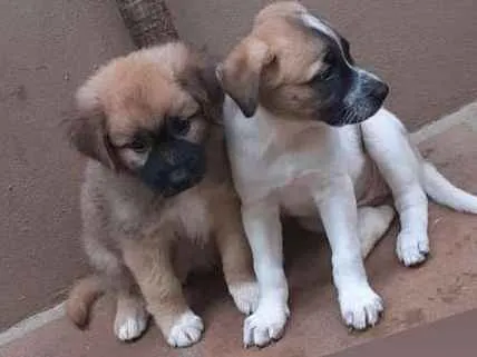 Cachorro ra a Viralatinha idade 2 a 6 meses nome Pirulito