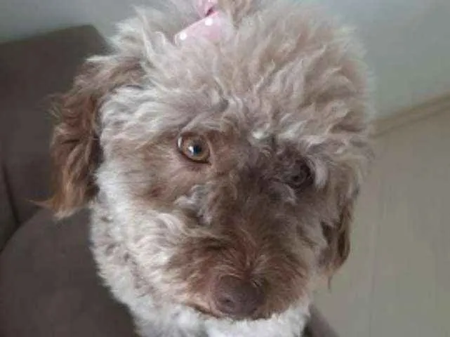 Cachorro ra a Poodle idade 1 ano nome Mel