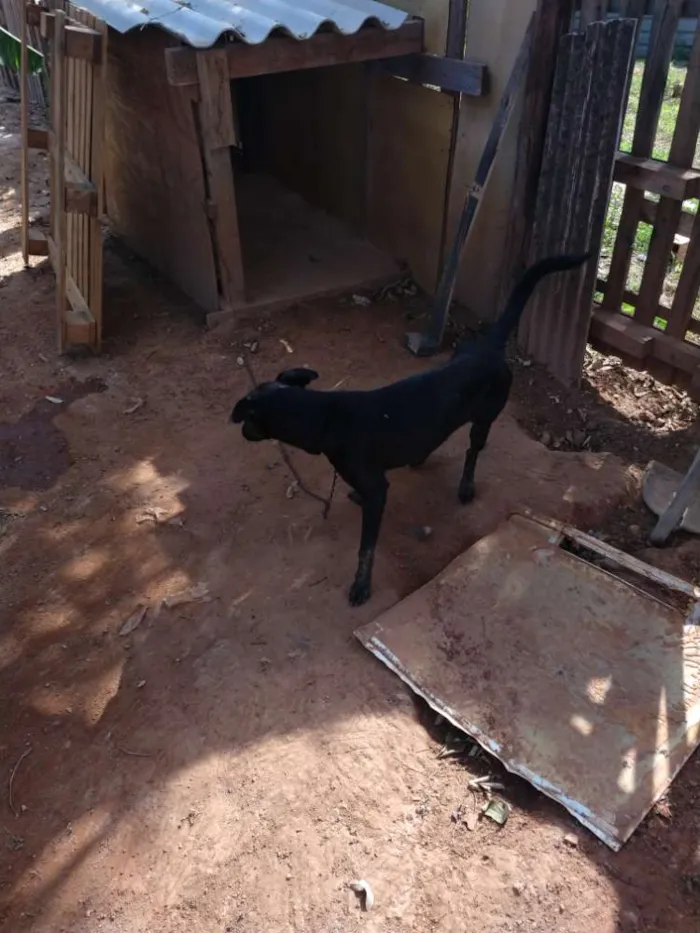 Cachorro ra a Viralata idade 1 ano nome Pantera